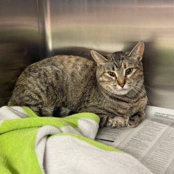 Domestic Short Hair Cats Available for Adoption - B.K. | PetCurious