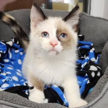 Siamese Cats Available for Adoption in Marshfield, Wisconsin - Strawberry | PetCurious