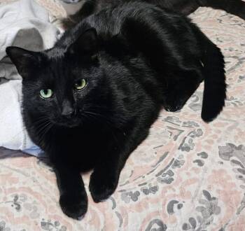 Loki - Not at shelter -  Domestic Short Hair Cat for Adoption in Rustburg, Virginia - Loki - Not At Shelter | PetCurious