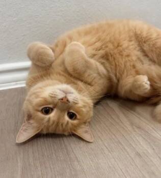 Apricot -  Domestic Long Hair Cat for Adoption in Houston, Texas - Apricot | PetCurious