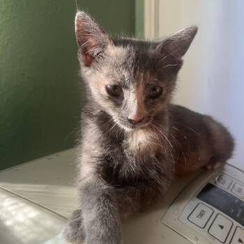Baja Blast -  Domestic Short Hair Cat for Adoption in Pleasant Hill, California - Baja Blast | PetCurious
