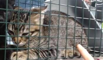 Domestic Short Hair Cats Available for Adoption in Oklahoma City, Oklahoma - A474838 | PetCurious
