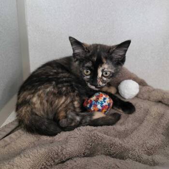 Word Girl -  Domestic Short Hair Cat for Adoption in Davenport, Iowa - Word Girl | PetCurious