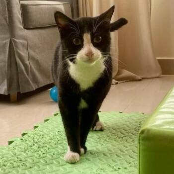 Tuxedo Cats Available for Adoption in Glen Rock, New Jersey - Cash | PetCurious