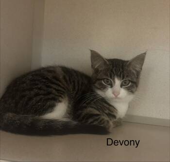 Devony -  Domestic Short Hair Cat for Adoption in Ulster, Pennsylvania - Devony | PetCurious
