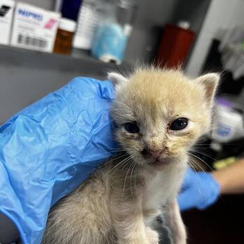 Speck -  Domestic Short Hair Cat for Adoption in Summerville, South Carolina - Speck | PetCurious