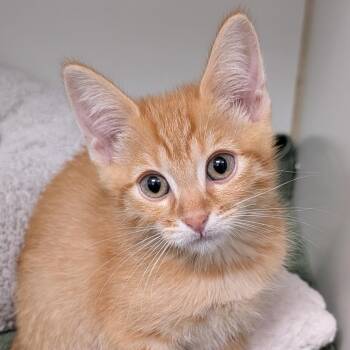 Tatum -  Domestic Short Hair Cat for Adoption in Hawthorne, California - Tatum | PetCurious