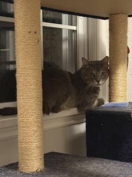 Baloo -  Domestic Short Hair Cat for Adoption in Dublin, Ohio - Baloo | PetCurious