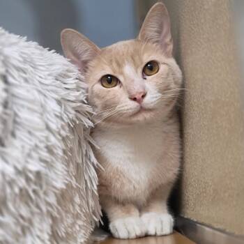 Hank -  Domestic Short Hair Cat for Adoption in Chatham, Virginia - Hank | PetCurious