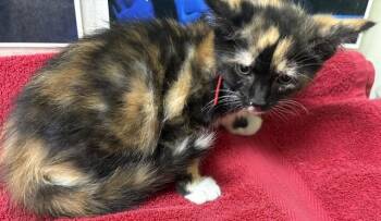 Domestic Short Hair Cats Available for Adoption in Pueblo, Colorado - VIRGINIA | PetCurious