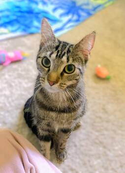 River -  Tabby Cat for Adoption in New Albany, Ohio - River | PetCurious