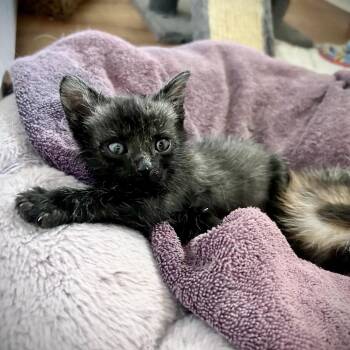 Chococat* -  Domestic Short Hair Cat for Adoption in San Gabriel, California - Chococat* | PetCurious
