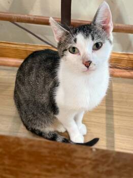 Molly -  Domestic Short Hair Cat for Adoption in St. Cloud, Minnesota - Molly | PetCurious
