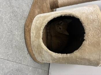 Rescue Domestic Short Hair Cats for Adoption in Media, Pennsylvania - Maple | PetCurious