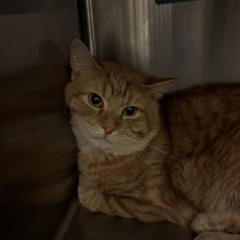 Domestic Medium Hair Cats Available for Adoption in Council Bluffs, Iowa - Dorito | PetCurious