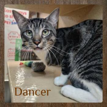DANCER -  Tabby Cat for Adoption in Lawton, Oklahoma - DANCER | PetCurious