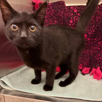 Yara -  Domestic Short Hair Cat for Adoption in Council Bluffs, Iowa - Yara | PetCurious