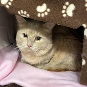 Saber-Toothed Tiger -  Domestic Short Hair Cat for Adoption in Wheaton, Illinois - Saber-Toothed Tiger | PetCurious