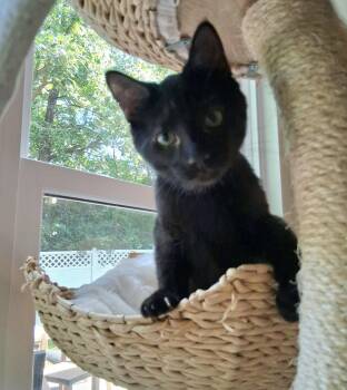 Fluffo -  Domestic Short Hair Cat for Adoption in O