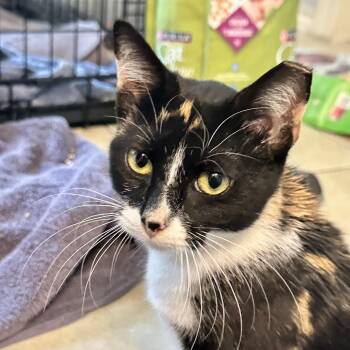Domestic Short Hair Cats Available for Adoption - Slinky | PetCurious