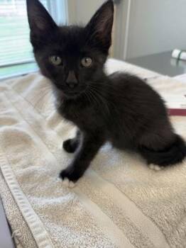 Pancake -  Domestic Short Hair Cat for Adoption in Lafayette, Indiana - Pancake | PetCurious