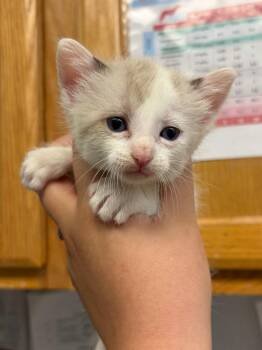 Amelie -  Domestic Short Hair Cat for Adoption in Lockhart, Texas - Amelie | PetCurious