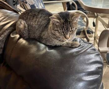 Rescue Domestic Short Hair Cats for Adoption in Auburn, Indiana - Young Man | PetCurious