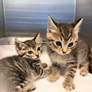 JASMINE -  Domestic Short Hair Cat for Adoption in Tustin, California - JASMINE | PetCurious