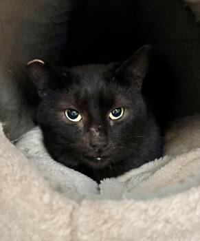 Rescue Domestic Short Hair Cats for Adoption in Richland Center, Wisconsin - Dexter | PetCurious