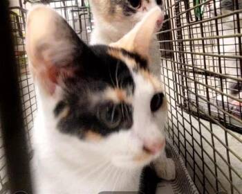 CHASSIS -  Domestic Short Hair Cat for Adoption in San Antonio, Texas - CHASSIS | PetCurious