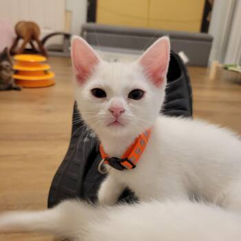 Phoebe -  Domestic Short Hair Cat Available for Adoption in Elk Grove, California - Phoebe | PetCurious