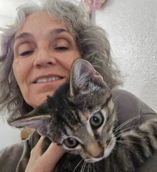 Tabby Cats Available for Adoption - Paisley | PetCurious