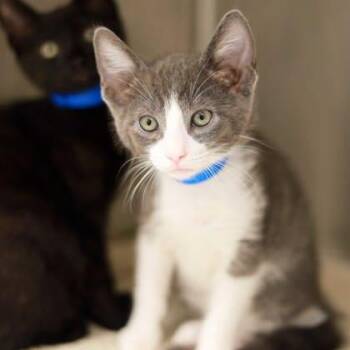 Domestic Short Hair Cats Available for Adoption in Atlanta, Georgia - Simon | PetCurious