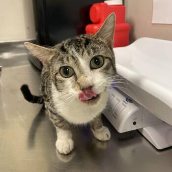 Hoot -  Domestic Short Hair Cat for Adoption in Chicago, Illinois - Hoot | PetCurious