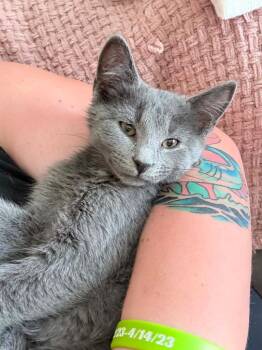 Domestic Short Hair Cats Available for Adoption in Gorham, Maine - Navy Bean | PetCurious
