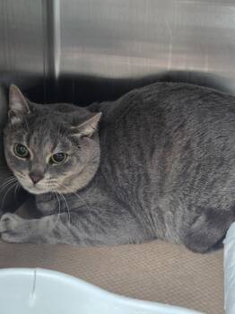 Hemp (TAS) -  Domestic Short Hair Cat for Adoption in Trenton, New Jersey - Hemp (TAS) | PetCurious