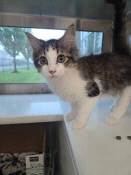 Slippy! -  Domestic Long Hair and Domestic Short Hair Cat for Adoption in Westland, Michigan - Slippy! | PetCurious