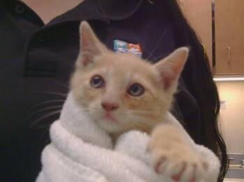 A920208 -  Domestic Short Hair Cat Available for Adoption in Sacramento, California - A920208 | PetCurious