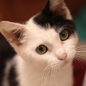 Bartholomeow -  Domestic Short Hair Cat for Adoption in Philadelphia, Pennsylvania - Bartholomeow | PetCurious