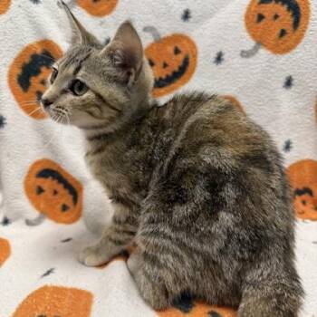 Casper -  Domestic Short Hair Cat for Adoption in Janesville, Wisconsin - Casper | PetCurious