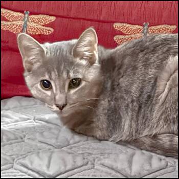 Rescue Domestic Short Hair and Tabby Cats for Adoption in Roswell, Georgia - Grabel | PetCurious