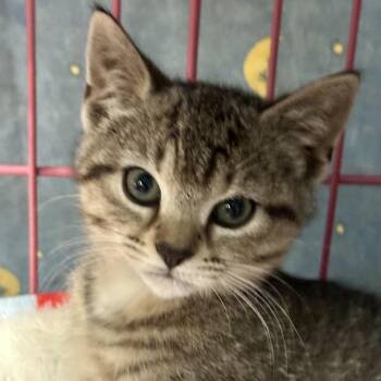 Domestic Short Hair Cats Available for Adoption in Saratoga Springs, New York - Murphy | PetCurious