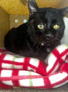 Domestic Short Hair Cats Available for Adoption in Louisville, Kentucky - AGENT COULSON | PetCurious
