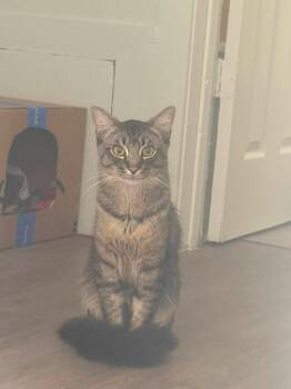 Tiger -  Domestic Medium Hair Cat for Adoption in Beverly Hills, California - Tiger | PetCurious
