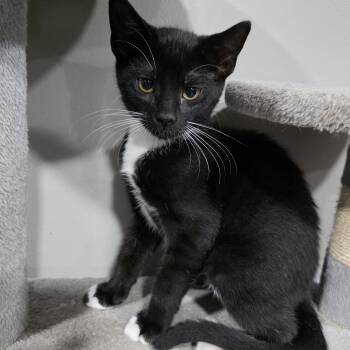 Rescue Tuxedo and Domestic Short Hair Cats for Adoption in Mastic, New York - Poppy | PetCurious