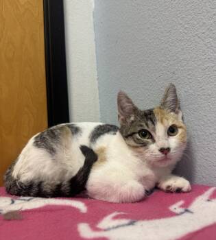 Rescue Calico and Siamese Cats for Adoption in Austin, Texas - Pony | PetCurious