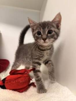 Trix -  Domestic Short Hair Cat for Adoption in Savannah, Georgia - Trix | PetCurious