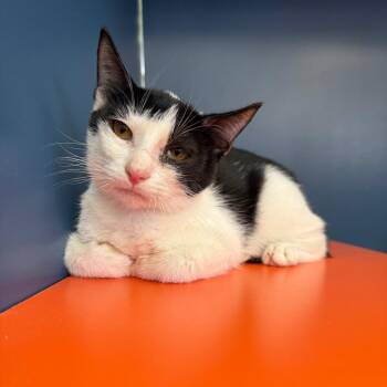 Tony -  Domestic Short Hair Cat for Adoption in Tulsa, Oklahoma - Tony | PetCurious