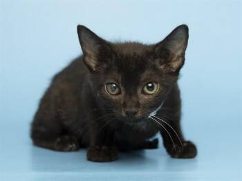 NUGGIE -  Domestic Short Hair Cat for Adoption in Phoenix, Arizona - NUGGIE | PetCurious