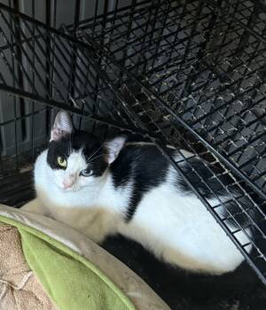 Rescue Domestic Short Hair Cats for Adoption in Greenville, South Carolina - Bright Eyes SC | PetCurious